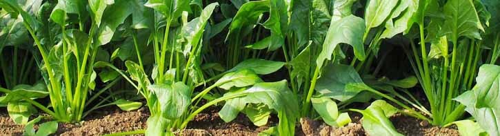 spinach in the field