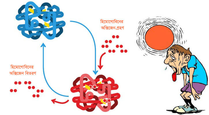 lack of himoglobin