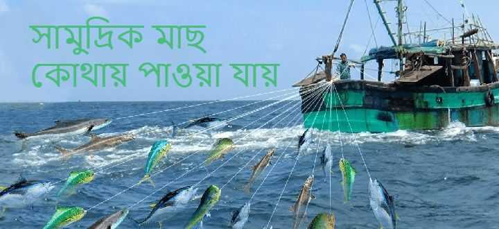 সামুদ্রিক মাছ কোথায়