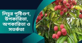 লিচুর পুষ্টিগুণ, উপকারিতা, অপকারিতা
